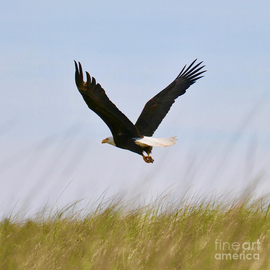 Flying Bald Eagle at Beach Square Photograph by Carol Groenen