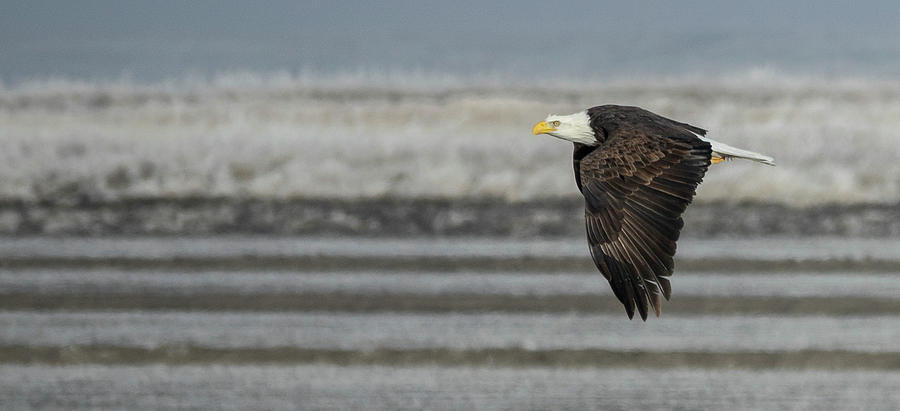 Flying Bald Eagle Photograph by Elizabeth Waitinas