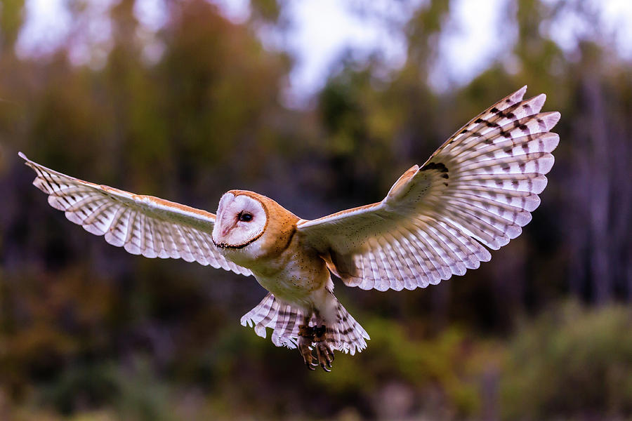 flying owl photography