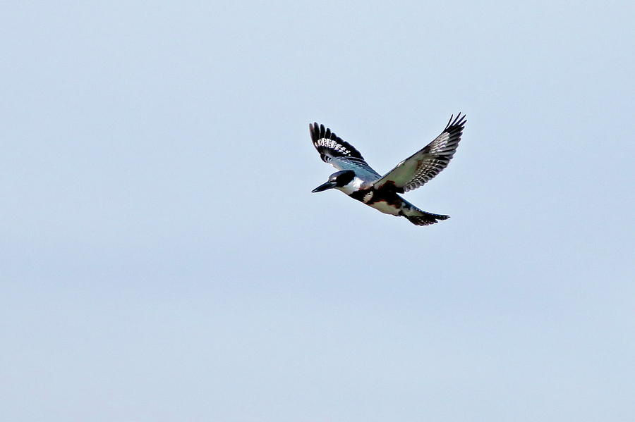 Flying Belted Kingfisher Photograph by Daniel Caracappa - Fine Art America