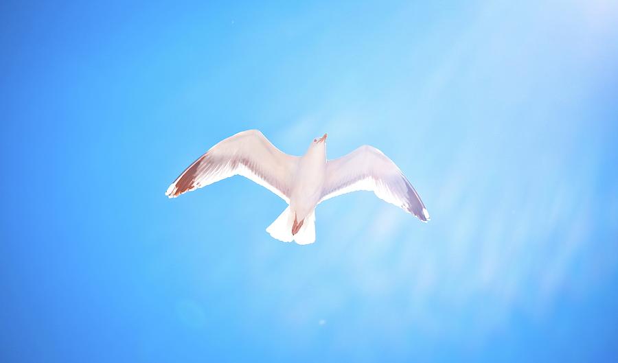 Flying Bird With Blue Sky Photograph by By Simon Tam (tamchungman)