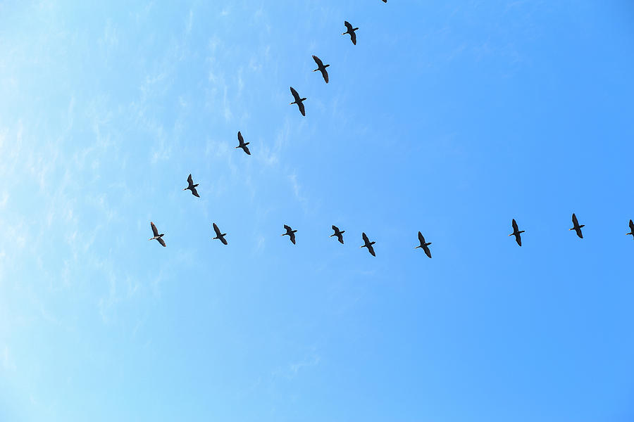 Flying Birds In The Shape Of An Arrow In The Sky Bird Migration Photograph By Gal Shoval Mashiach
