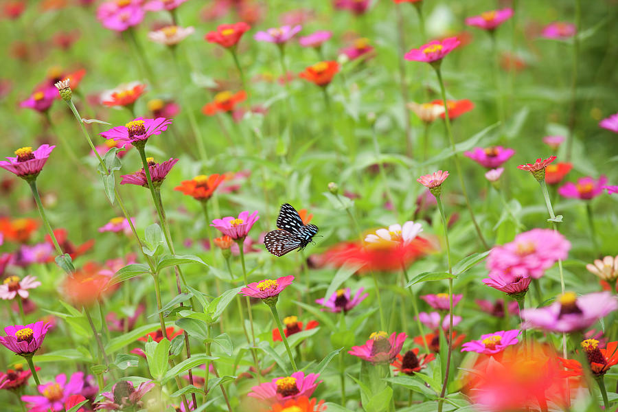 Flying Butterfly In A Beautiful Meadow Photograph by Enviromantic
