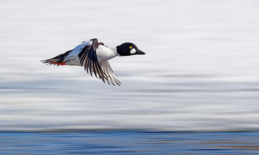 Wildlife Photograph - Flying By by Lucie Gagnon