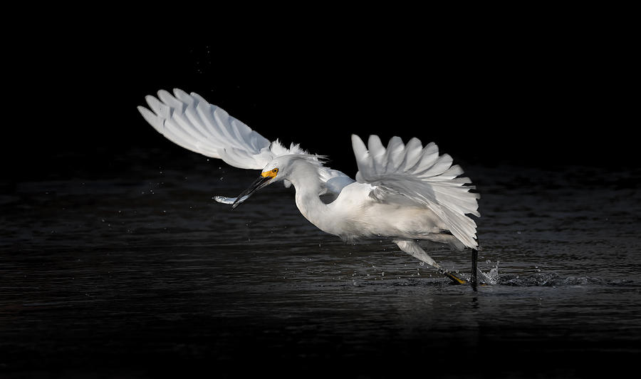 Egret Photograph - Flying Catch 2 by Jack Zhang