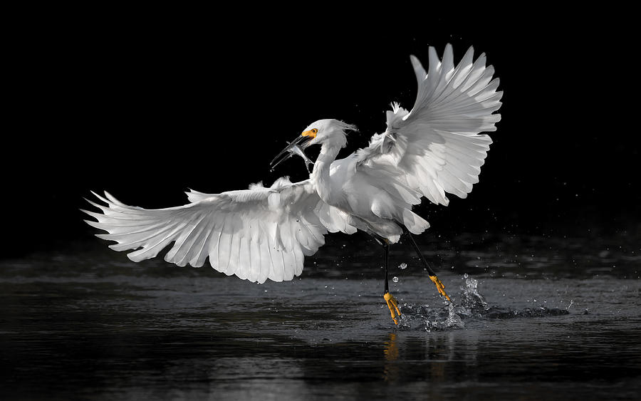 Egret Photograph - Flying Catch by Jack Zhang