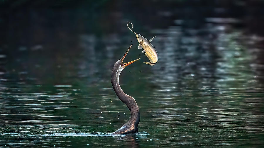 Catfish Photograph - Flying Catfish by Samir Sachdeva