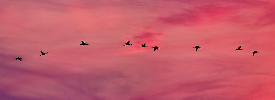 Flying Cranes Panorama Photograph