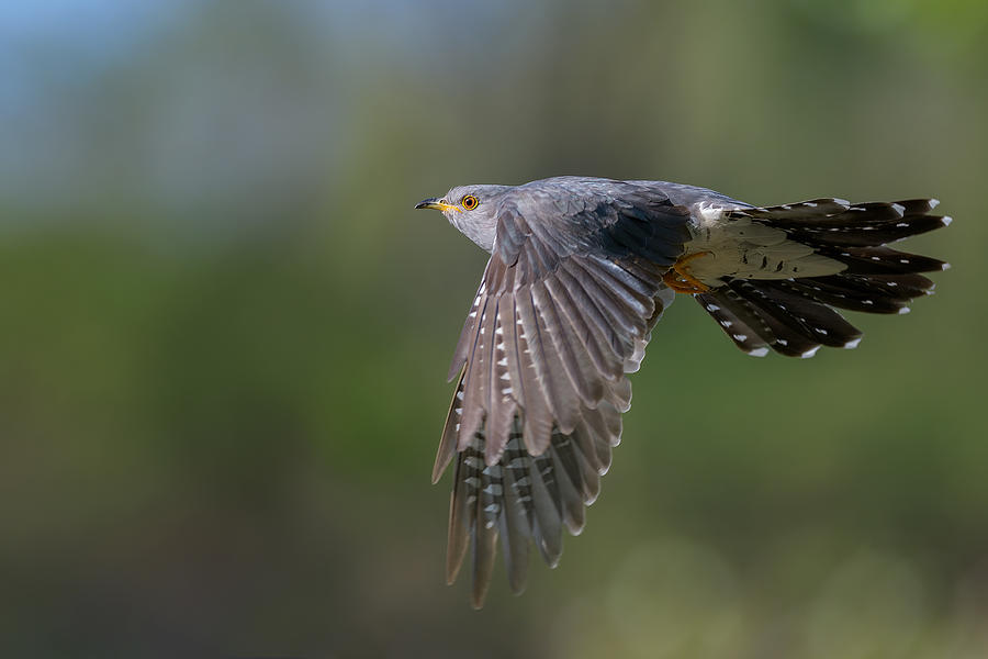 Cuckoo Photograph - Flying Cuckoo by Alessandro Rossini