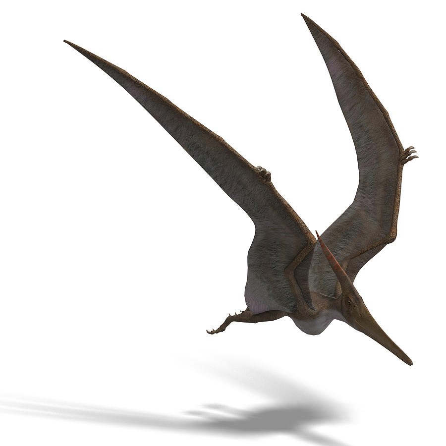 pteranodon 3d