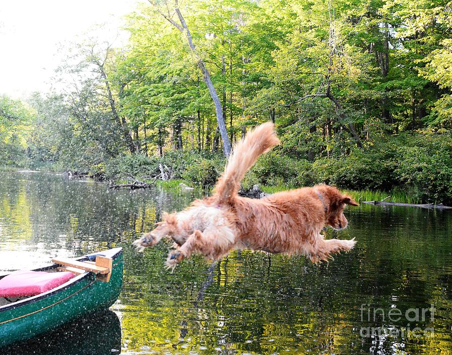 Flying Dog  Photograph by Steve Brown