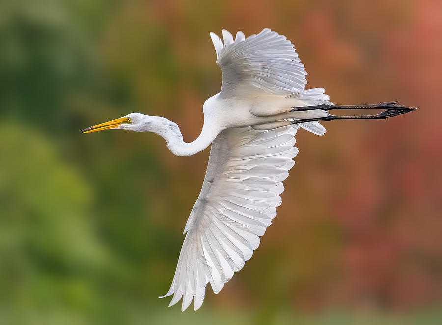 Flying Egret Photograph by Abhinav Sharma