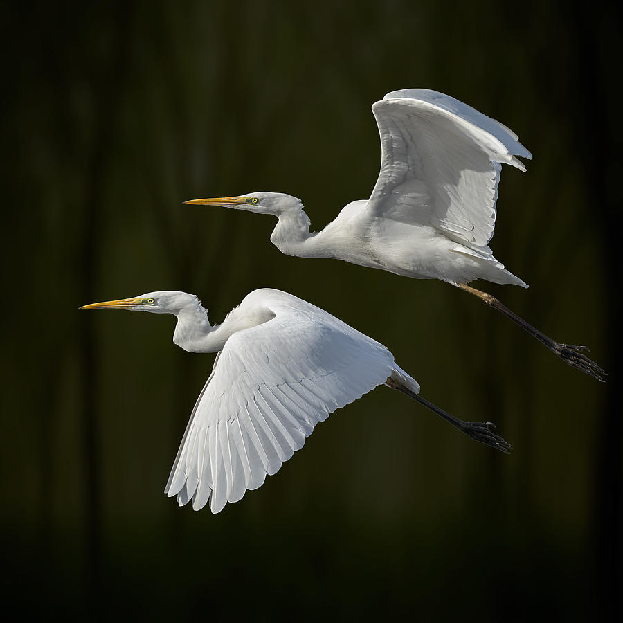 Flying Egrets Photograph by Boris Lichtman - Fine Art America