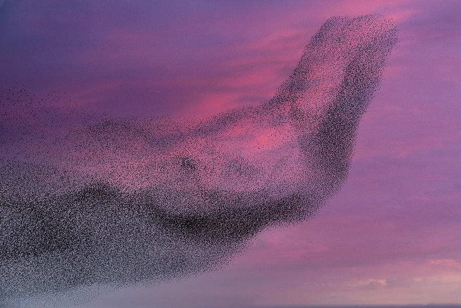 Starlings Photograph - Flying Elephant by Franke De Jong