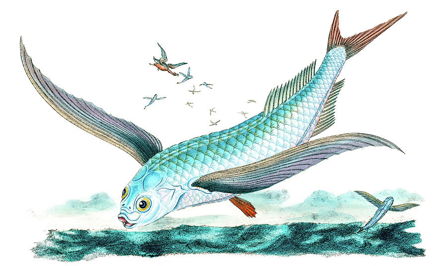 Flying Fish Drawing by David Letts