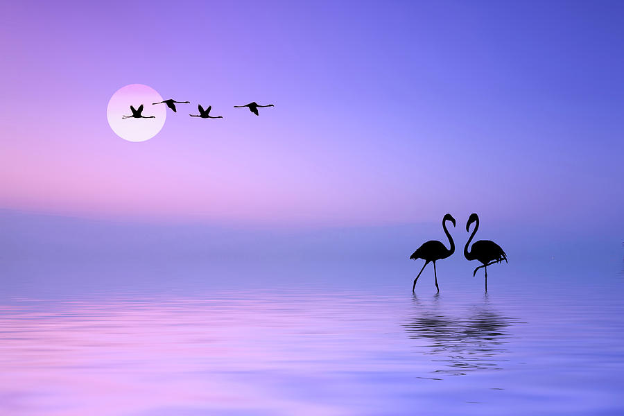 Graphic Photograph - Flying Flamingo by Bess Hamiti