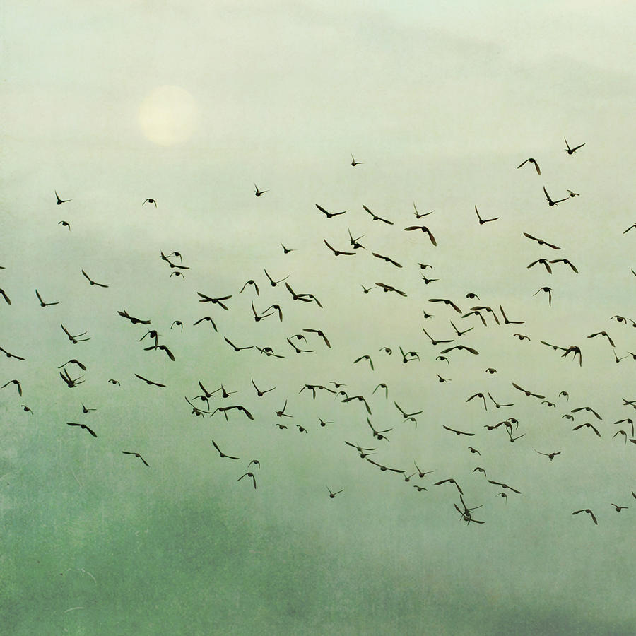 Flying Flock Of Birds Photograph by Laura Ruth