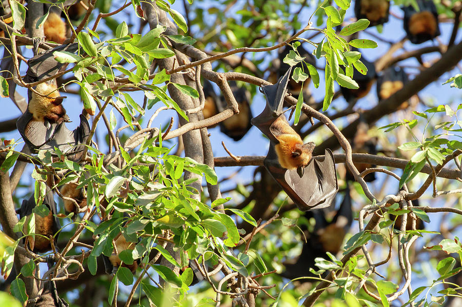 Flying fox or fruit bat in tree Photograph by Karen Foley
