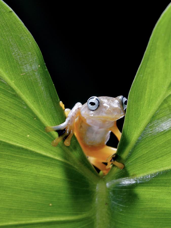 Flying Frog Photograph by Rubby Adhisuria