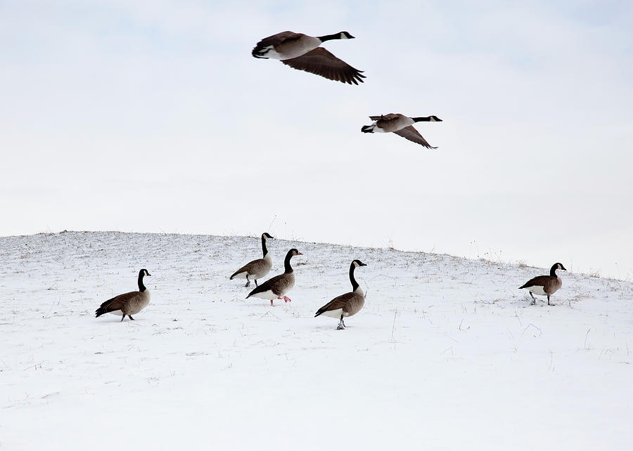 Flying Geese In Snowy Landscape Photograph by Henglein And Steets
