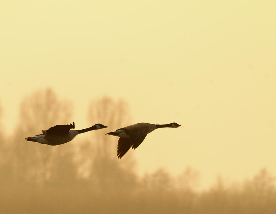 Flying Geese Photograph by Marcel Tuit