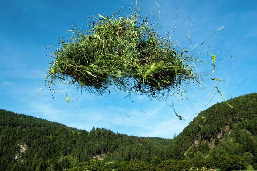 Flying Grass Digital Art by Aldo Pavan