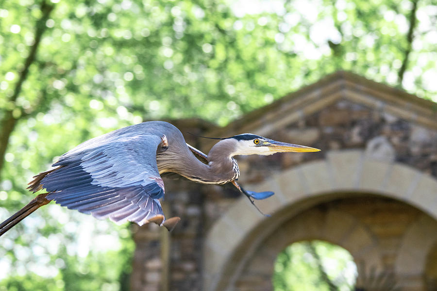 Flying Great Blue Heron Photograph by Mary Ann Artz