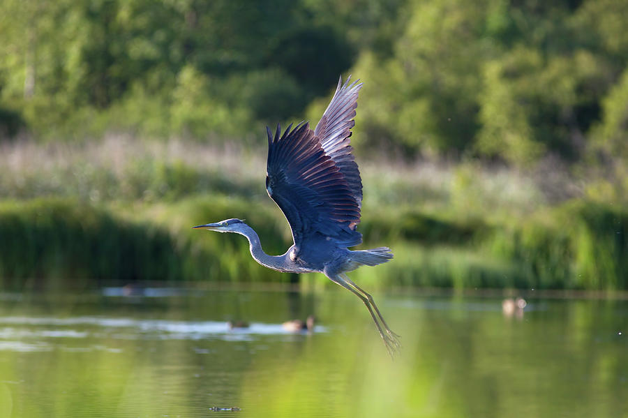 Flying  Great Blue Heron Photograph by Photol