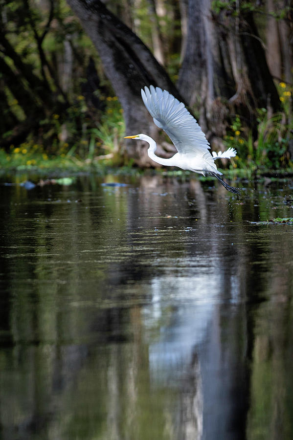 Flying Great White Egret  Photograph by Alex Mironyuk