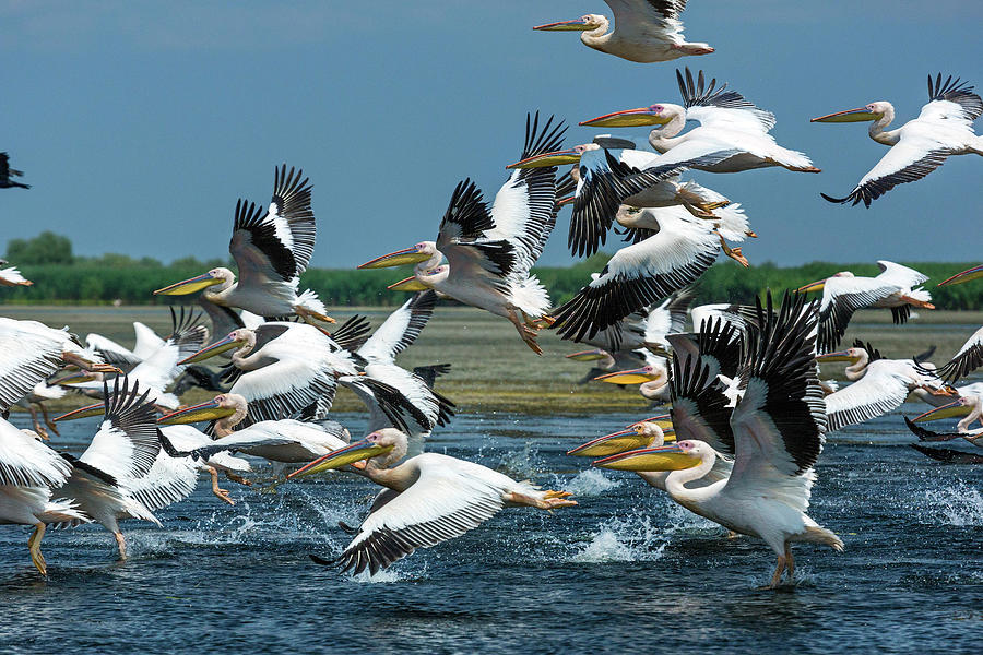 Great White Shark Digital Art - Flying Great White Pelicans, Romania by Reinhard Schmid