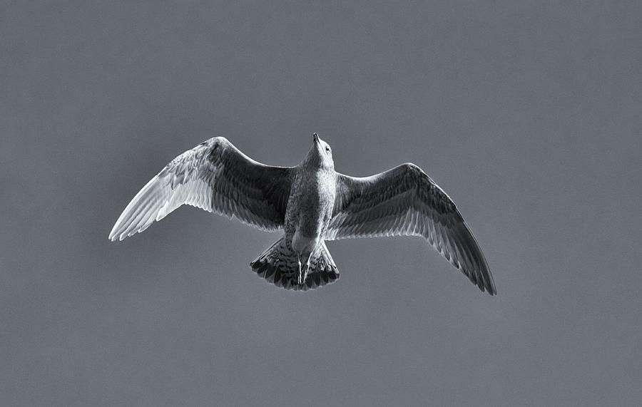 Flying Gull Monochrome Photograph by Jeff Townsend