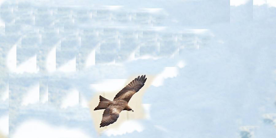 Flying Hawk Photograph
