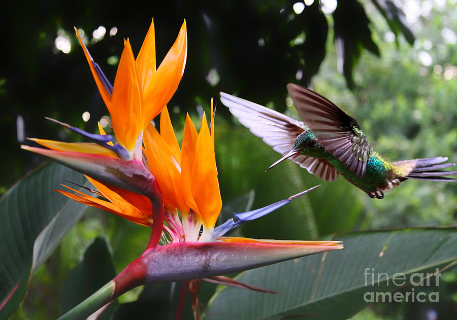 Small Photograph - Flying Hummingbird At A Strelitzia by Henner Damke Small Photograph - Flying Hummingbird At A Strelitzia by Henner Damke