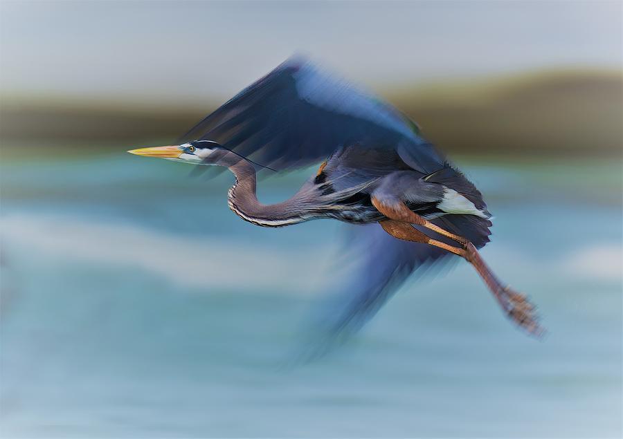 Nature Photograph - Flying In Slow Motion by Mike He