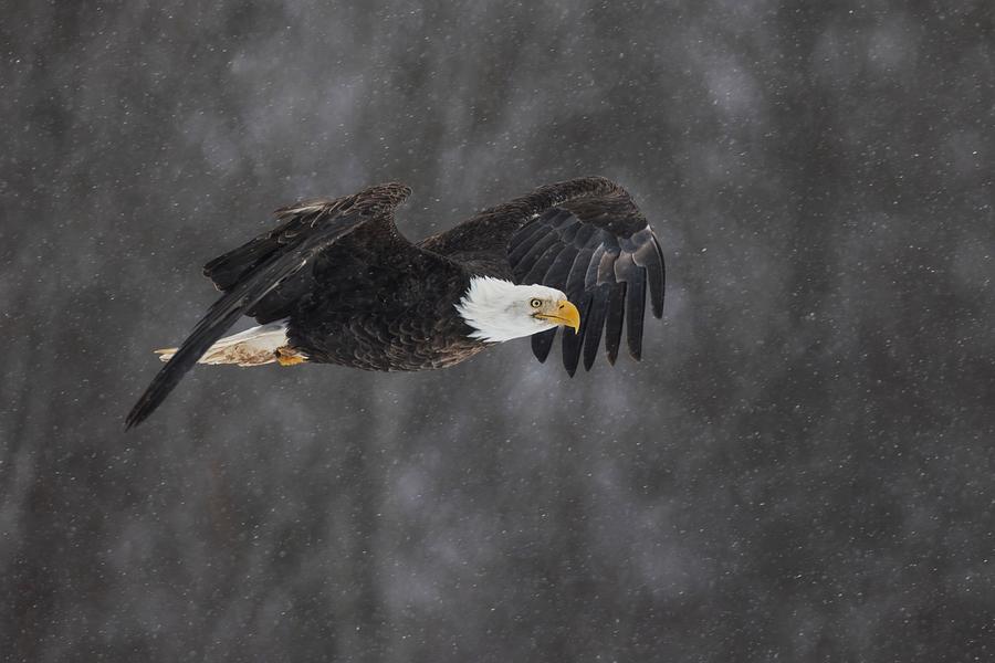 Nature Photograph - Flying In Snowfall by Donald Luo