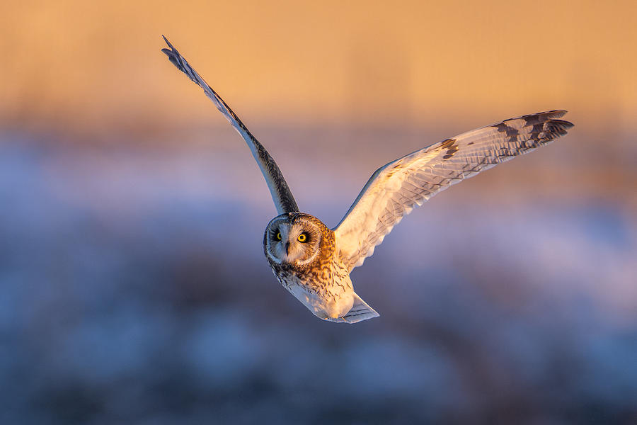 Flying In The Golden Light Photograph by Donald Luo