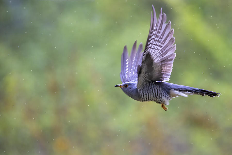 Nature Photograph - Flying In The Rain by Marco Redaelli