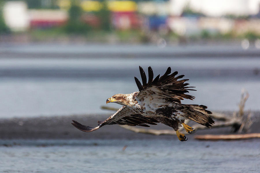 Flying Juvenile American Bald Eagle 3 Photograph by Alex Mironyuk