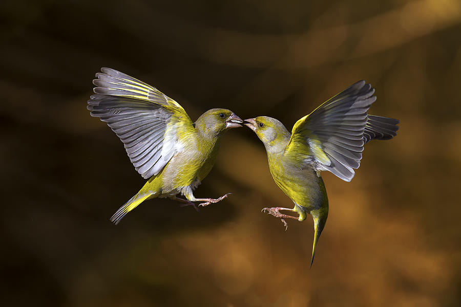 Flying Kiss 19 Photograph by Marco Redaelli
