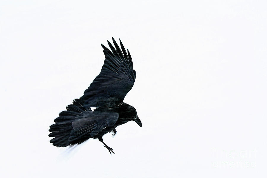 flying raven Corvus corax snowing Photograph by Robert C Paulson Jr