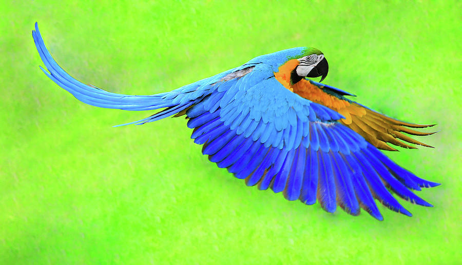 Flying macaw parrot isolated on the green background Photograph by Denys  Kuvaiev - Fine Art America