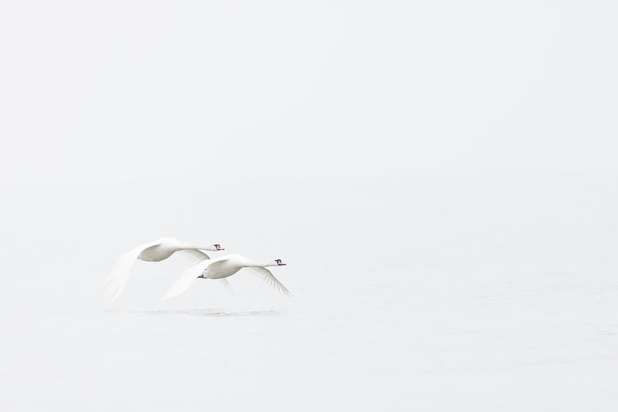 Wildlife Photograph - Flying Mute Swans In High Key by Magnus Renmyr
