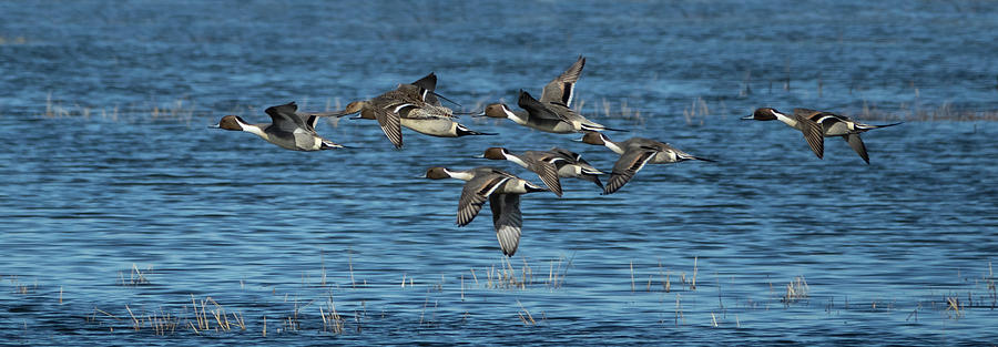 Flying Northern Pintail Ducks Photograph