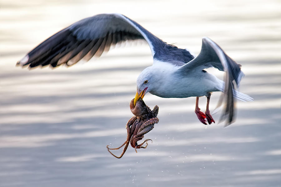 Wildlife Photograph - Flying Octopus- by Andrew J. Lee