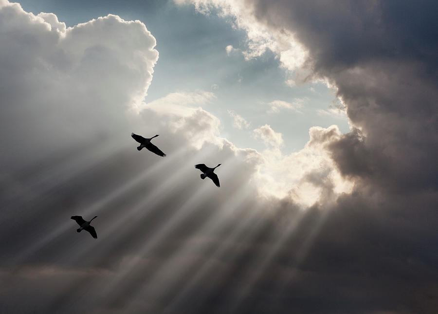 Geese Photograph - Flying On Sunbeams, Macinaw Island, Michigan ?10 by Monte Nagler
