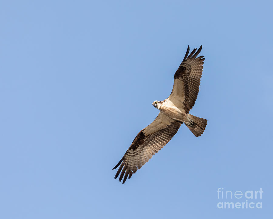 Flying Osprey Photograph by Alma Danison