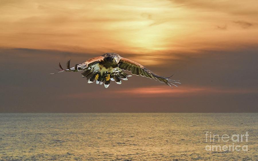 Harris's Hawk Photograph - Flying Over the Sea by Eva Lechner