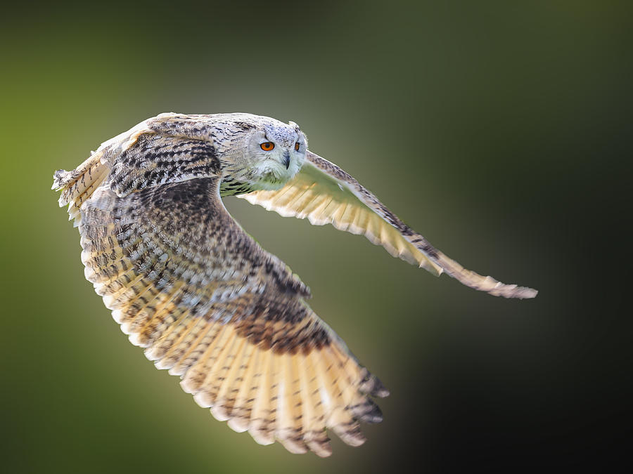Flying Owl Photograph by Franz Baumann