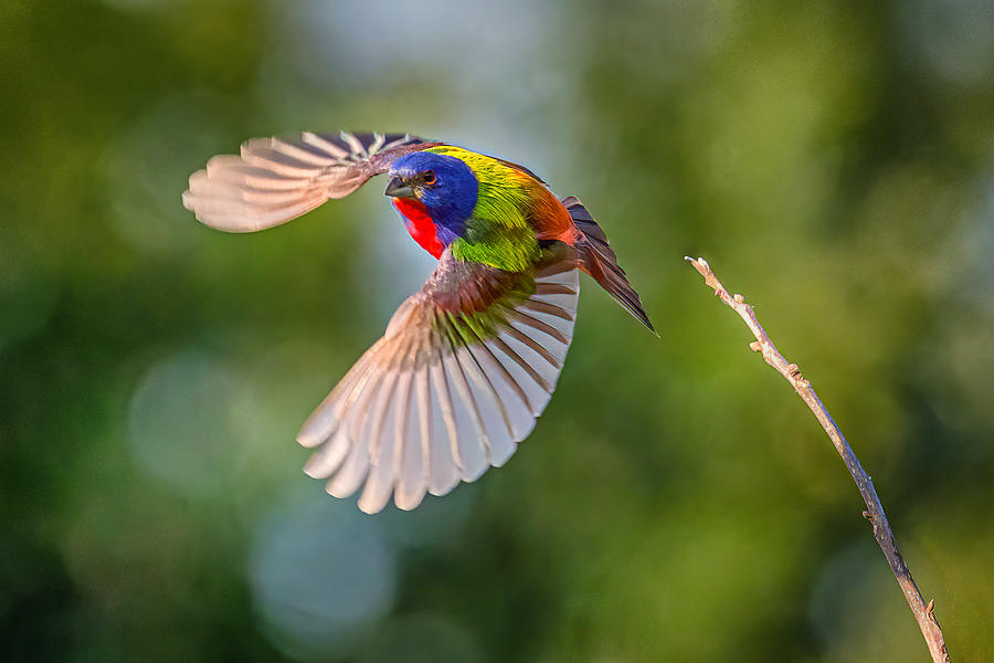Flying Painted Bunting Photograph by Keren Wang