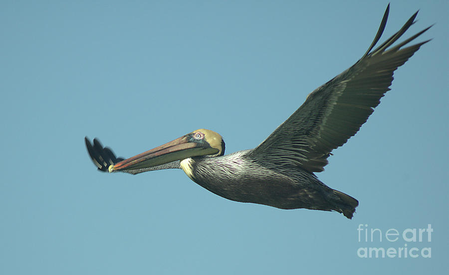 Flying Pelican 3 by Steve Edwards Flying Pelican 3 by Steve Edwards